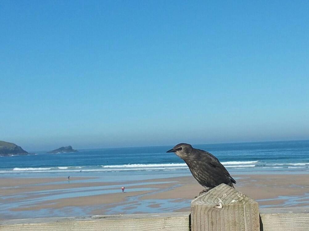 Apartment Headland Hideaway, Fistral Newquay, Cornwall *